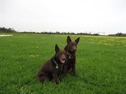 The Gentle Modern School of Dog Training