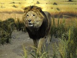 Museum Of Natural History
