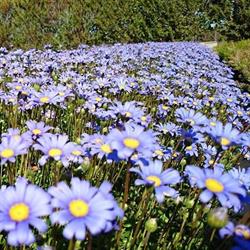Meyer Nurseries