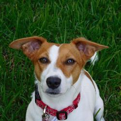 Gerringong Pet Accommodation