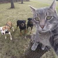 For Pets Sake SA