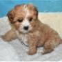 Cavoodle puppy