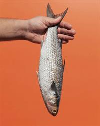 Rufus King Seafoods