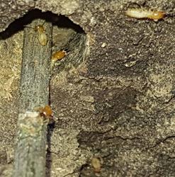 Albury Wodonga Pest Control
