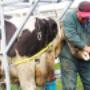 hoof trimming