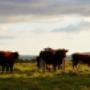 Australian Beef Meat Exporter