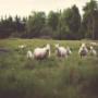 Australian Lamb Meat Supplier