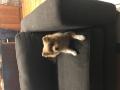 Young-Puppy