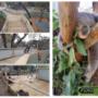 Koala Walk through enclosure at Moonlit Sanctuary