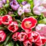 Direct Cremation Victoria