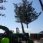 tree purning