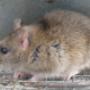 Brisbane Rat Control