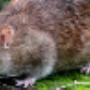 Rat Pest Control Brisbane