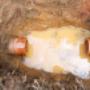 Emergency plumbing service