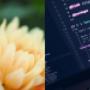 Website Design Sydney