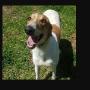 GRNSW Greyhounds As Pets