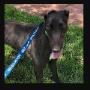 GRNSW Greyhounds As Pets