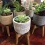 Succulents in gorgeous planters.