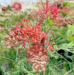 Townsend Nursery Retail/Wholesale