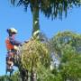 Pro Tree Works