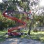 Arborist on The Mornington Peninsula