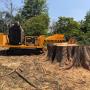 Stump Grinding