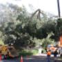 The Tree and Stump Eaters located in Hastings and servicing the South Eastern Suburbs and The Mornington Peninsula is the friendly team for the job.
