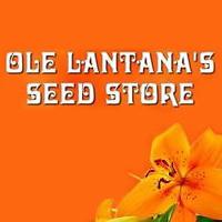 Ole Lantana Seeds