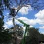 Tree Removal service