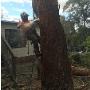 tree care services