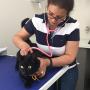 Cat Veterinarian