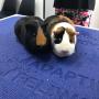 Guinea Pigs/Cavies