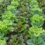 natural fertilizer