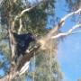 Tree Cutting