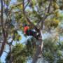 Tree Pruning