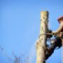 Tree Removal