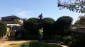 Tree Pruning Sydney