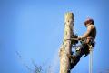 Tree Removal Sydney