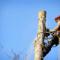 Tree-Removal