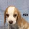 Dogs-for-sale