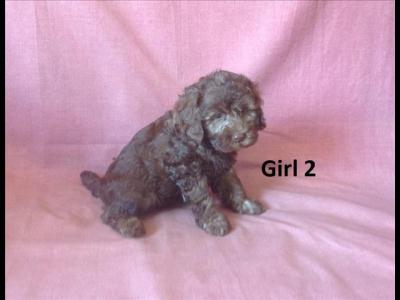 pups-for-sale