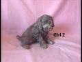 Amazing Range of Cute Puppies for Sale