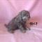 pups-for-sale