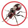 Ants Pest Control Brisbane