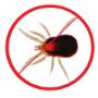 Bird Mites Pest Control