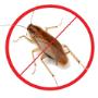 Cockroach Pest Control