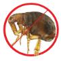Fleas Pest Control