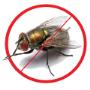 Flies Pest Control