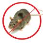 Rats Pest Control Brisbane
