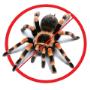 Spider Pest Control